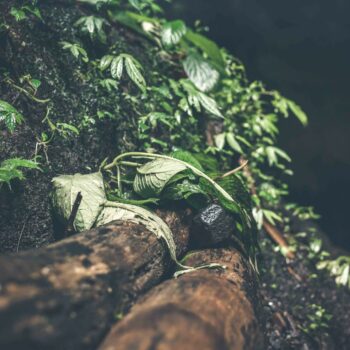 Neden Kökler? – Begüm Karataylıoğlu